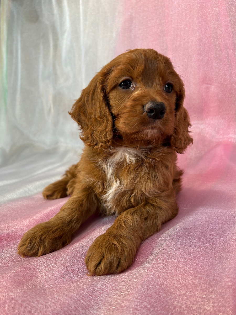Dark Red F1 Cockapoo Female DOB 3-3-2025 $950
